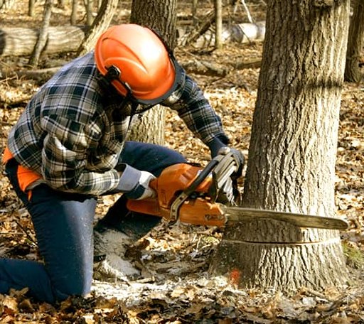 Tree Removal in Shell Rock, IA